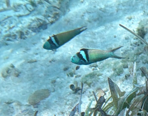 Thalassoma bifasciatum