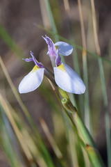 Moraea modesta