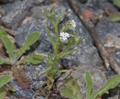 Cryptantha clevelandii