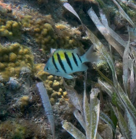 Abudefduf saxatilis