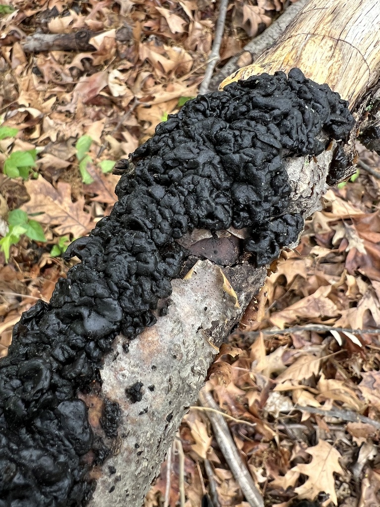 Exidia glandulosa · April 2026 · photo: © phillymycobeth (iNaturalist, cc0)