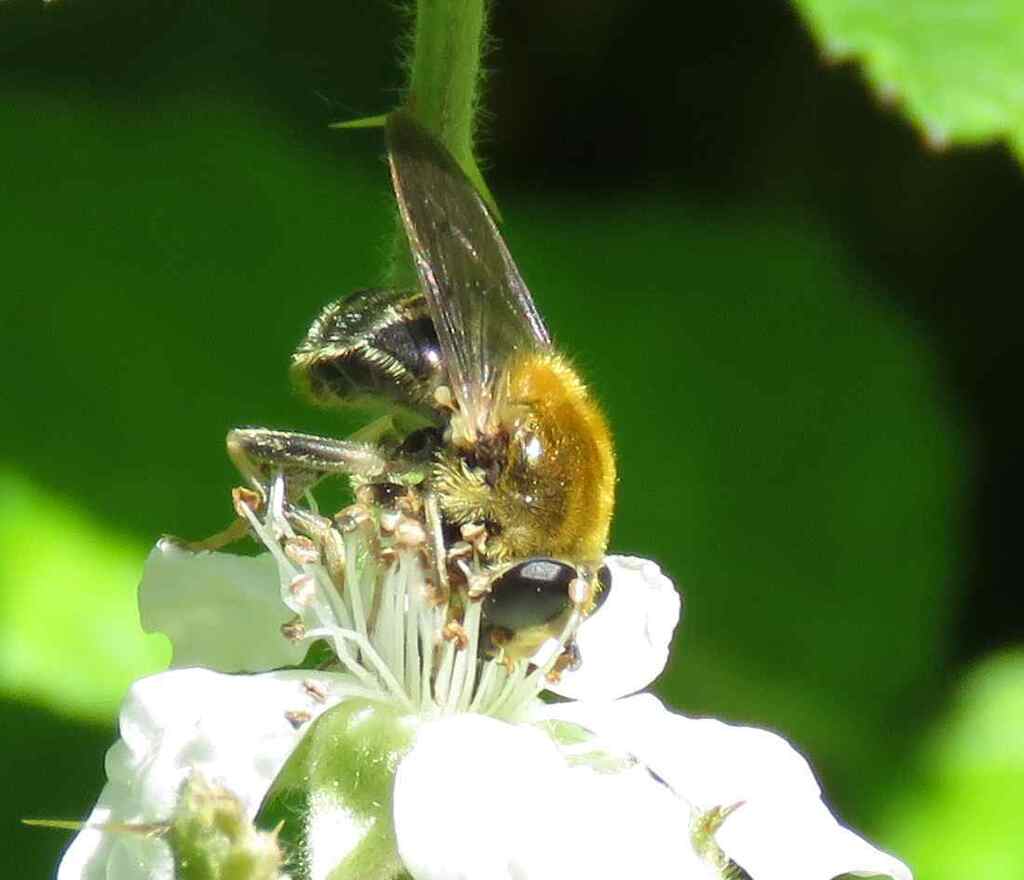 Blera johnsoni