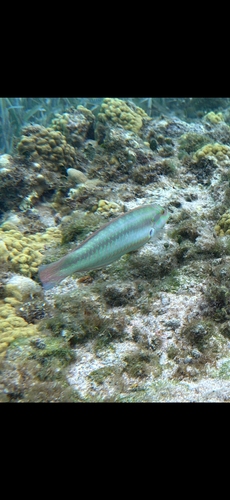 Halichoeres bivittatus