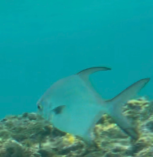 Trachinotus falcatus
