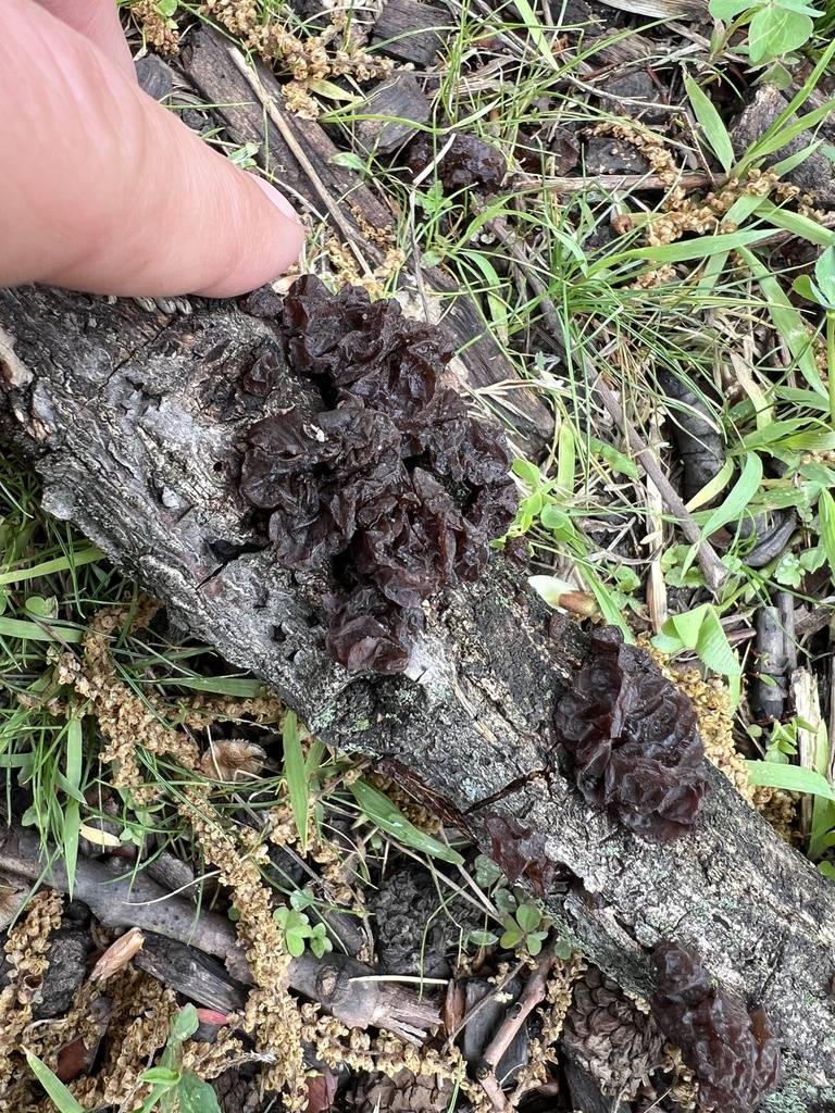 Exidia crenata · April 2026 · photo: © phillymycobeth (iNaturalist, cc0)