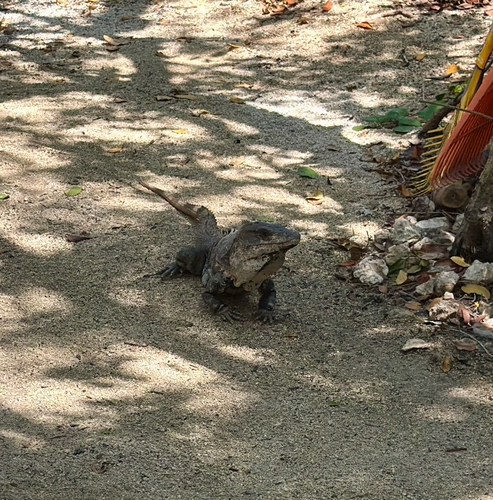 Iguana negra de cola espinosa