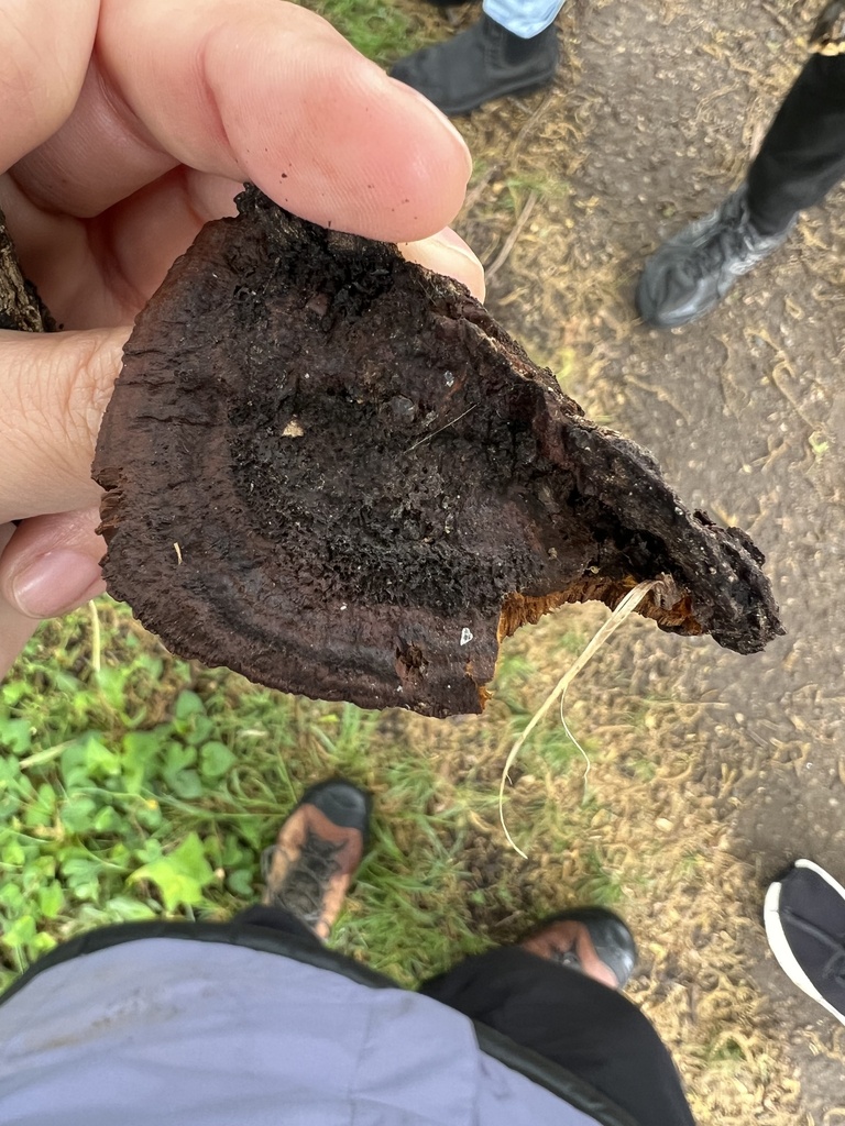Fuscoporia gilva · April 2026 · photo: © phillymycobeth (iNaturalist, cc0)
