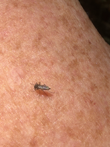 Aedes taeniorhynchus