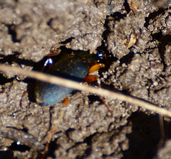 Chlaenius tricolor