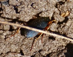 Chlaenius tricolor