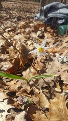 Erythronium albidum