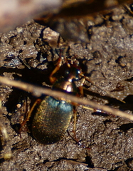 Chlaenius tricolor