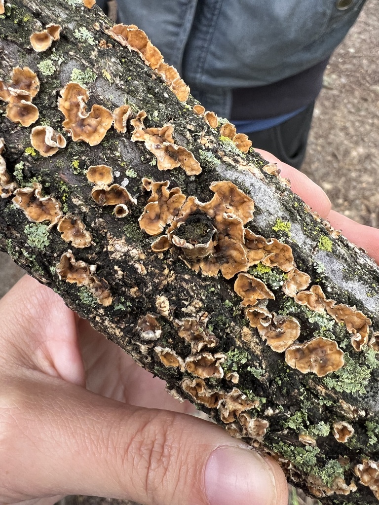 Stereum complicatum · April 2026 · photo: © phillymycobeth (iNaturalist, cc0)