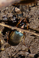 Chlaenius tricolor