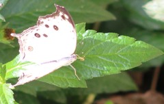 Protogoniomorpha anacardii