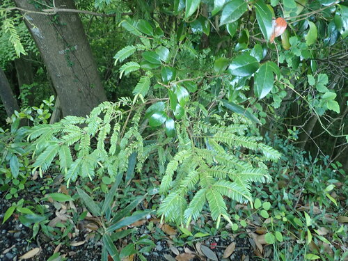 Torreya nucifera, photograph 2