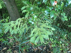 Torreya nucifera, photograph (c) 村山史世　（Fumiyo MURAYAMA), some rights reserved (CC BY)