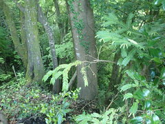 Torreya nucifera, photograph (c) 村山史世　（Fumiyo MURAYAMA), some rights reserved (CC BY)