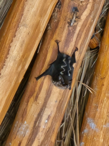 Murciélago rayado mayor