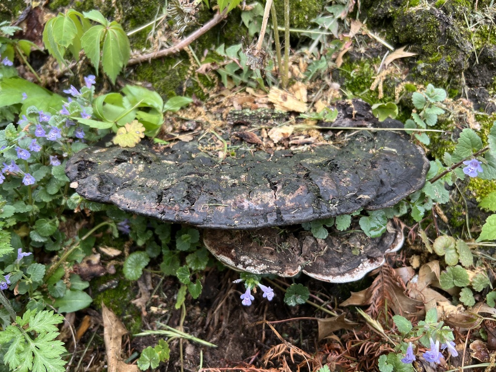 Ganoderma lobatum · April 2026 · photo: © phillymycobeth (iNaturalist, cc0)