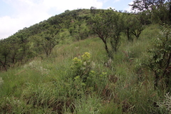 Dombeya rotundifolia