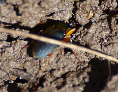 Chlaenius tricolor