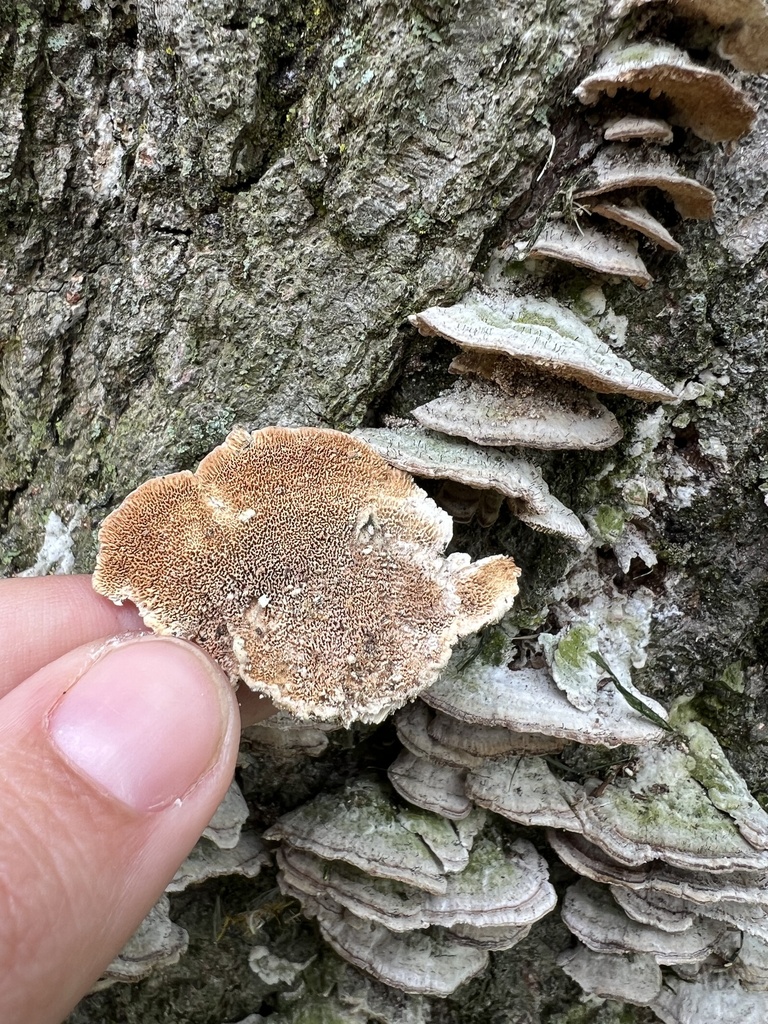 Trichaptum biforme · April 2026 · photo: © phillymycobeth (iNaturalist, cc0)
