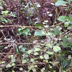 Coprosma spathulata