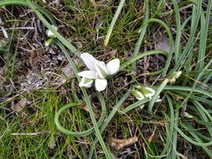 Ornithogalum fimbriatum