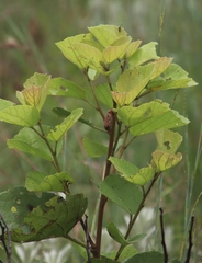 Dombeya rotundifolia