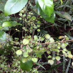 Coprosma spathulata