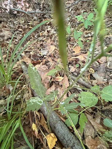 Cardamine angustata observed 2026-04-26