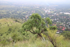 Cussonia natalensis
