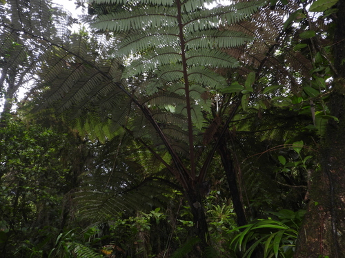 Alsophila imrayana var. imrayana
