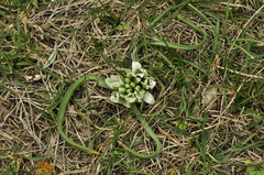 Ornithogalum fimbriatum