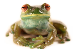 Roque Treefrog photo 3