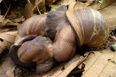 Archachatina degneri
