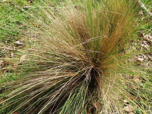 Nassella trichotoma, photograph 1