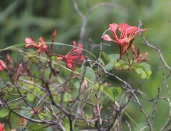 Bauhinia galpinii