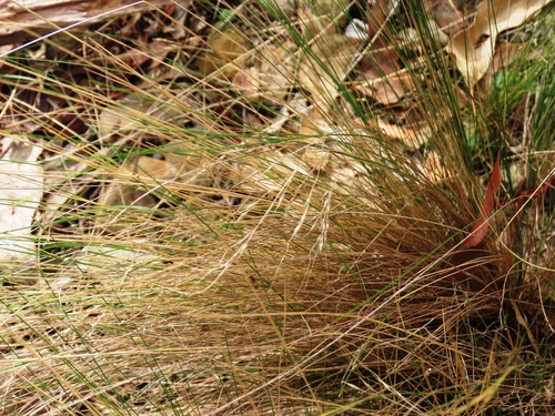Nassella trichotoma