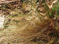 Nassella trichotoma