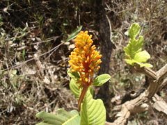 Palicourea rigida
