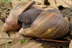 Archachatina degneri
