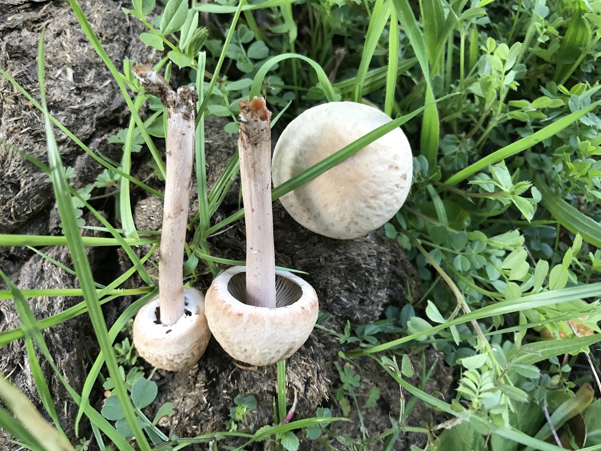 Panaeolus papilionaceus image
