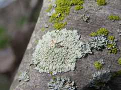 Physcia erumpens