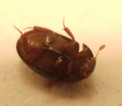 Dactylosternum abdominale