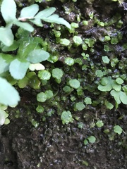 Cryptomitrium tenerum