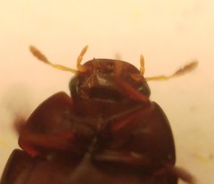 Dactylosternum abdominale