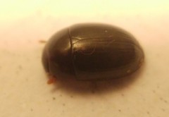 Dactylosternum abdominale