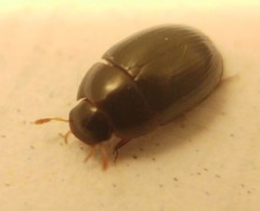 Dactylosternum abdominale